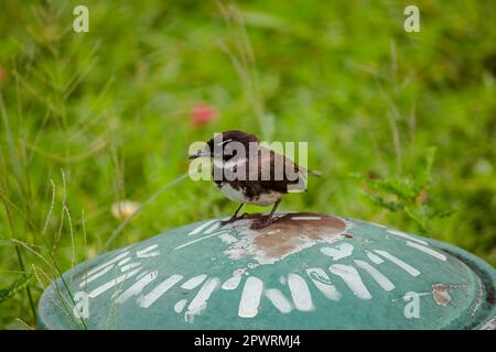 Il magpie orientale robin sul prato Foto Stock