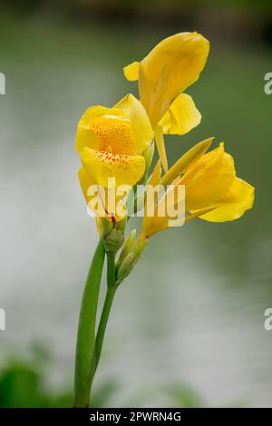 Cannacee gialle in bella natura Foto Stock