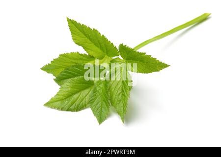 Singolo ramoscello verde fresco di primo piano di un anziano macinato isolato su sfondo bianco Foto Stock