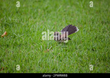 Copsychus saularis sul prato. Foto Stock