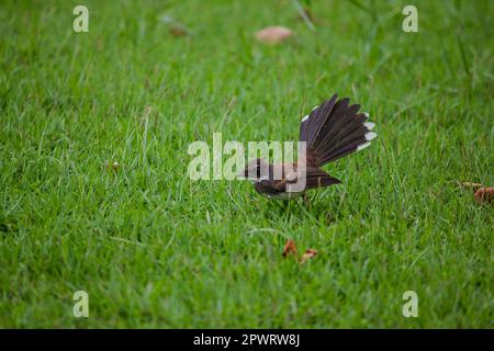 Copsychus saularis sul prato. Foto Stock