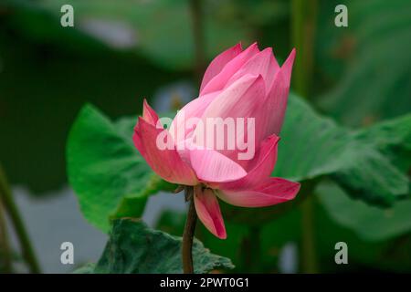 Nelumbo nucifera è una specie di loto rosa in fiore. Foto Stock