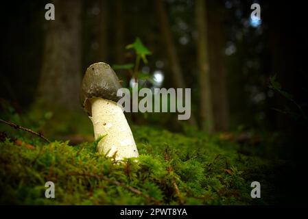 Fungo selvatico del phallus impudicus che cresce su muschio verde lussureggiante in una foresta, vista ad angolo basso. Phallus impudicus, noto come il comune stinkhorn Foto Stock