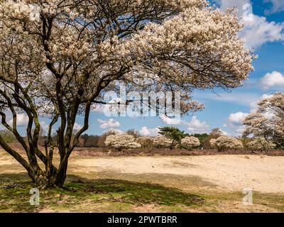 Juneberry o Serviceberry Trees, Amelanchier lamarkii, in fiore nella riserva naturale di Zuiderheide in Het Gooi, Olanda del Nord, Paesi Bassi Foto Stock