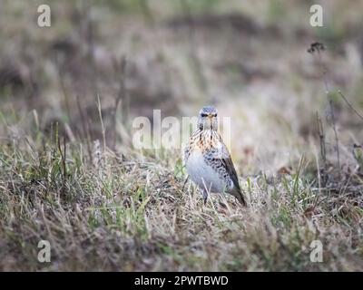 Una canzone trush è seduta nel prato (Turdus philomelos) Foto Stock