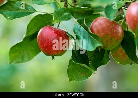 Raggiungete e sperimentate la bontà delle nature. Mele rosse mature su un albero di mele in un frutteto. Foto Stock