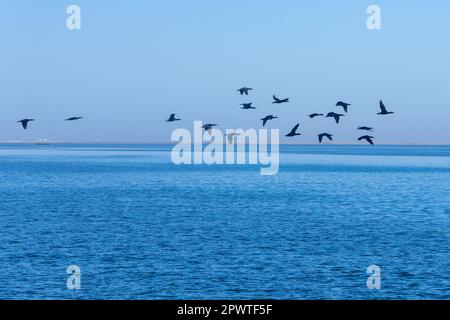 Capo cormorano o Capo shag (popolazione in diminuzione) in Walvis Bay che sorvola l'Oceano Atlantico Foto Stock