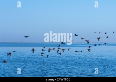 Capo cormorano o Capo shag (popolazione in diminuzione) in Walvis Bay che sorvola l'Oceano Atlantico Foto Stock