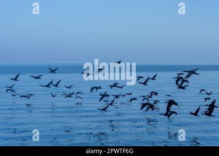 Capo cormorano o Capo shag (popolazione in diminuzione) in Walvis Bay che sorvola l'Oceano Atlantico Foto Stock