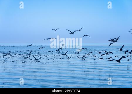 Capo cormorano o Capo shag (popolazione in diminuzione) in Walvis Bay che sorvola l'Oceano Atlantico Foto Stock