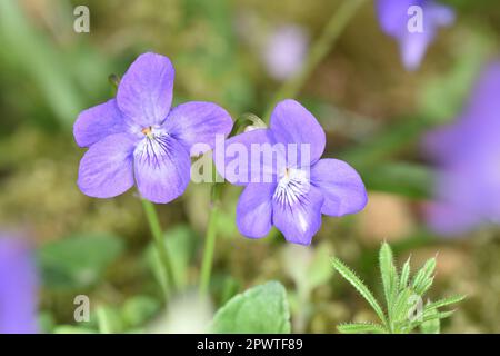 Comune cane-violetto - Viola riviniana Foto Stock