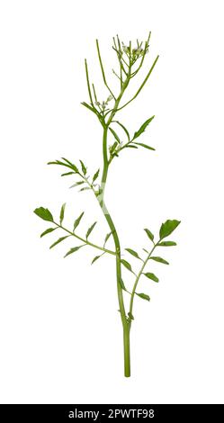 Ondulato-stress - Cardamine flexuosa Foto Stock