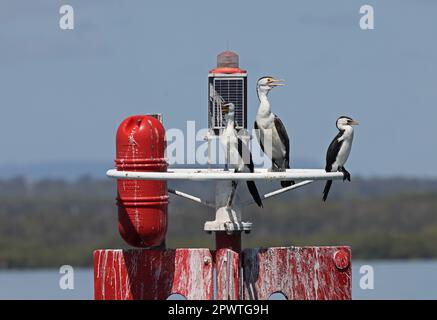 Pied Shag (Phalacrocorax varius hypoleucos) e piccolo Pied Cormorant (Microcarbo melanoleucos) adulti arroccato sul posto marcatore nel canale di navigazione M Foto Stock