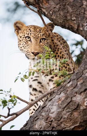 Ritratto vicino di un bellissimo leopardo che guarda fuori da una forchetta in un albero, un cielo chiaro dietro di lei, alcune foglie davanti, con fuoco fresco sui suoi occhi Foto Stock