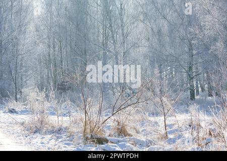 Foresta di betulla innevata alla periferia di Berlino. Il gelo forma cristalli di ghiaccio sui rami. Aria fredda e limpida e raggi solari durante la camminata. Foto Stock