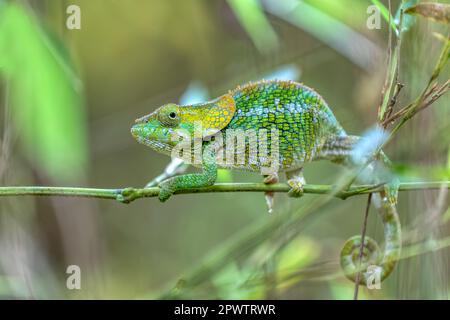 Femmina di camaleonte a corna corta (Calumma brevicorne), animale endemico arrampicata su bambù, Parco Nazionale Andasibe-Mantadia, animale fauna selvatica del Madagascar Foto Stock