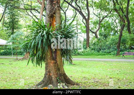 Piante epifitiche che crescono su alberi forofitici, un parco cittadino a Bangkok, Thailandia. Foto Stock