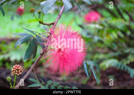 Primo piano di un bel fiore luminoso di un albero di polvere rossa (Calliandra ematocephala). Foto Stock