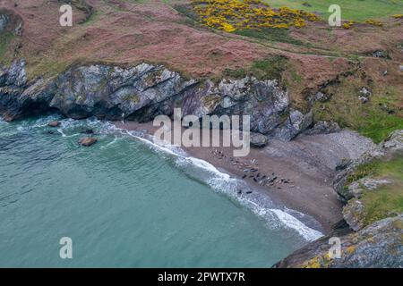 Foche grigie (Halichoerus Grypus) a Glen Beach, Wicklow, Irlanda. Immagine drone verso il basso Foto Stock