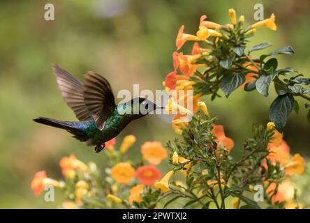 Primo piano di colibrì in volo, nutrito dal nettare di fiori dell'arbusto di Marmalade, Panama Foto Stock