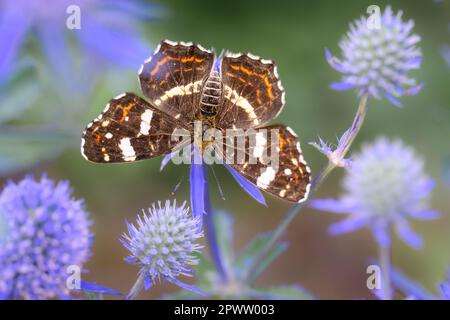 Araschnia levana F. prorsa la generazione estiva dalla farfalla mappa su Eryngium palmatum - l'eryngo blu, mare piatto agrifoglio o cardo nobile Foto Stock