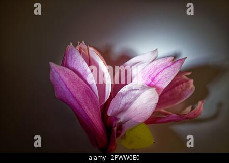 Fiore di magnolia rosa isolato su fondo scuro con profondità di campo piena Foto Stock