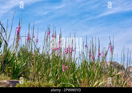 Fiori rosa watsonia selvaggia che crescono sulla collina contro un cielo blu nuvoloso. Basso angolo di viola Bugle Lily piante che fioriscono tra rocce e erba con copia Foto Stock