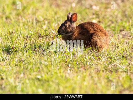Il coniglio selvatico bruno sgranisce l'erba a Wakodahatchee Wetlands vicino a Delray Beach in Florida, Stati Uniti Foto Stock