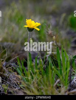 Daisey a rischio di estinzione fiorisce all'inizio della primavera a Marblehead, Ohio Foto Stock