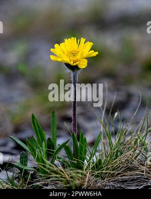 Daisey a rischio di estinzione fiorisce all'inizio della primavera a Marblehead, Ohio Foto Stock
