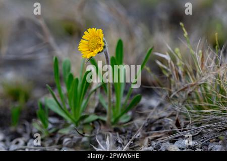 Daisey a rischio di estinzione fiorisce all'inizio della primavera a Marblehead, Ohio Foto Stock