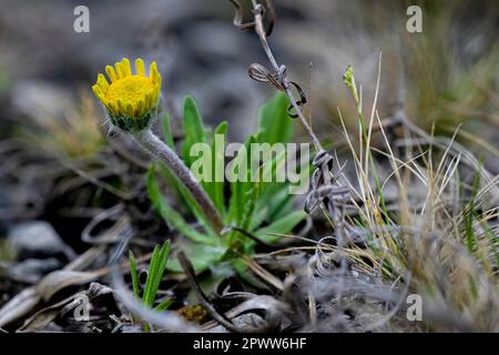 Daisey a rischio di estinzione fiorisce all'inizio della primavera a Marblehead, Ohio Foto Stock