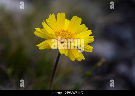 Daisey a rischio di estinzione fiorisce all'inizio della primavera a Marblehead, Ohio Foto Stock