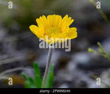 Daisey a rischio di estinzione fiorisce all'inizio della primavera a Marblehead, Ohio Foto Stock