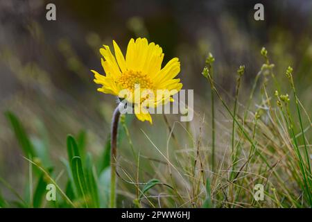Daisey a rischio di estinzione fiorisce all'inizio della primavera a Marblehead, Ohio Foto Stock