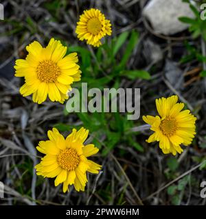 Daisey a rischio di estinzione fiorisce all'inizio della primavera a Marblehead, Ohio Foto Stock