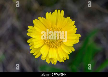 Daisey a rischio di estinzione fiorisce all'inizio della primavera a Marblehead, Ohio Foto Stock