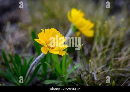 Daisey a rischio di estinzione fiorisce all'inizio della primavera a Marblehead, Ohio Foto Stock