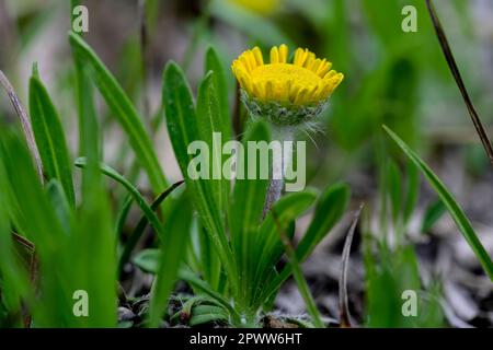 Daisey a rischio di estinzione fiorisce all'inizio della primavera a Marblehead, Ohio Foto Stock