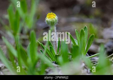 Daisey a rischio di estinzione fiorisce all'inizio della primavera a Marblehead, Ohio Foto Stock