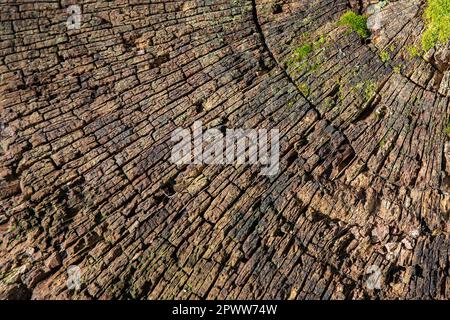Trama di un tronco di albero tagliato Foto Stock