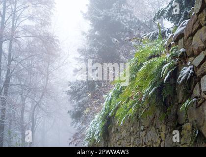 Fern su un muro con gelo in inverno Foto Stock