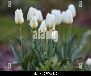 Tulipani bianchi che crescono e cominciano a fiorire in un giardino paesaggistico. Vista in primo piano dei fiori fioriti in primavera nella natura. Tulipa gesneriana fioritura p Foto Stock