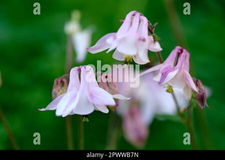 Primo piano di una colonna comune contro uno sfondo sfocato. Zoom sui fiori in erba che crescono in un giardino con fiori fragranti. Dettagli macro di una pianta Foto Stock