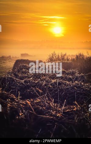 Paesaggio di campagna di prima mattina. La paglia e cespugli su pascoli durante il Sunrise, Polonia. Foto Stock