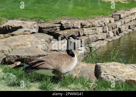 Ritratto di un'oca canadese adulta (Branta canadensis), una grande oca selvatica dentro e vicino allo stagno, nuoto, alimentazione e pascolo dentro e intorno ad esso Foto Stock