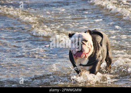 vacanza: cani che giocano mare Foto Stock