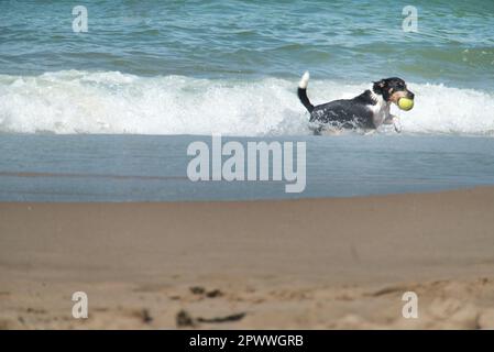 vacanza: cani che giocano mare Foto Stock