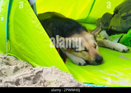 vacanza: cane che dorme Foto Stock