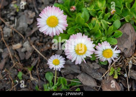 Margherite in giardino bianche e rosa - vista dall'alto Foto Stock